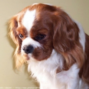 Photo de Cavalier king charles spaniel