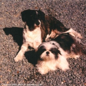 Photo de Shih tzu