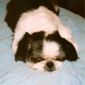 Photo de Shih tzu