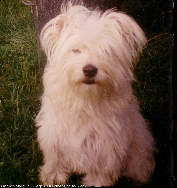 Photo de Chien de berger des pyrenes  poil long