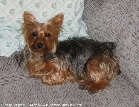 Photo de Yorkshire terrier