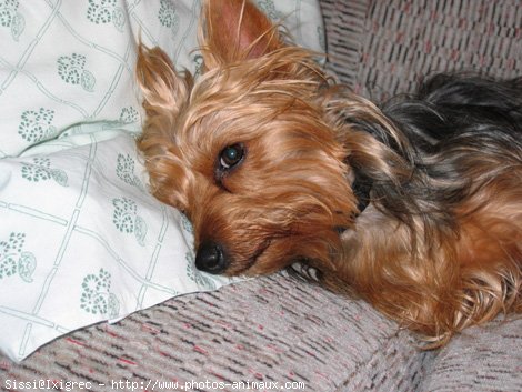 Photo de Yorkshire terrier