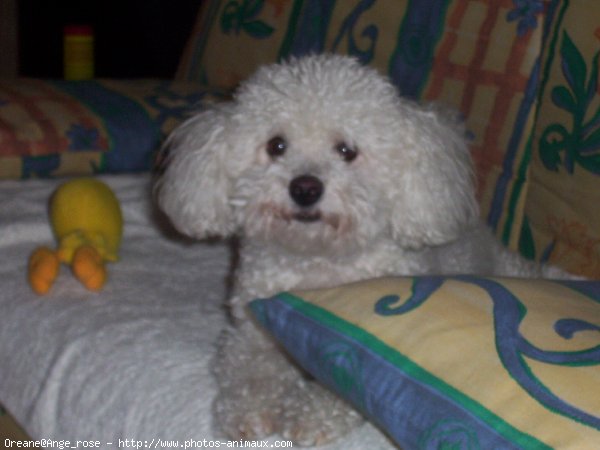 Photo de Bichon  poil fris