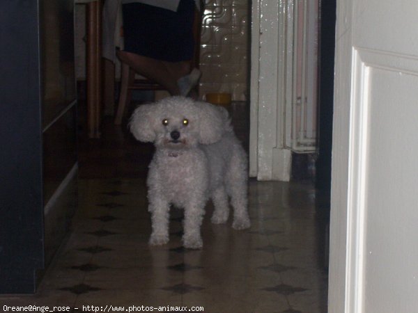 Photo de Bichon  poil fris