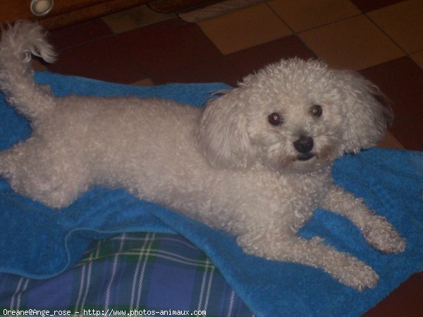 Photo de Bichon  poil fris