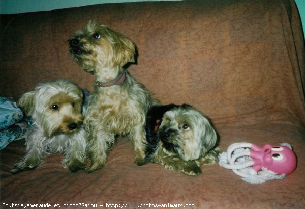 Photo de Yorkshire terrier