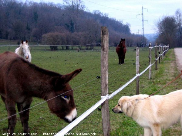 Photo de Chien de berger yougoslave de charplanina