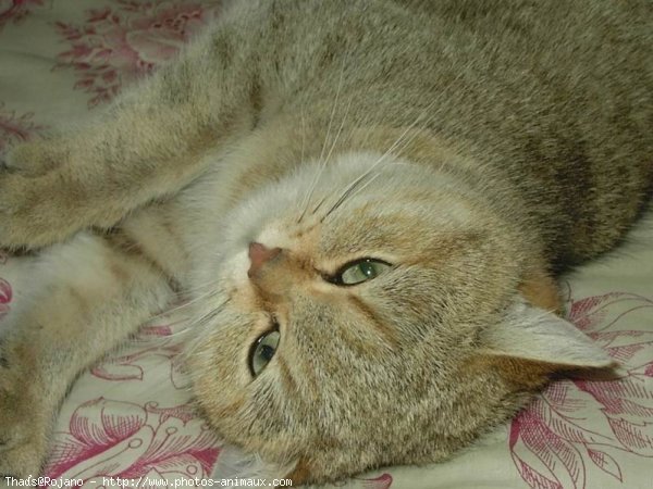 Photo de British shorthair