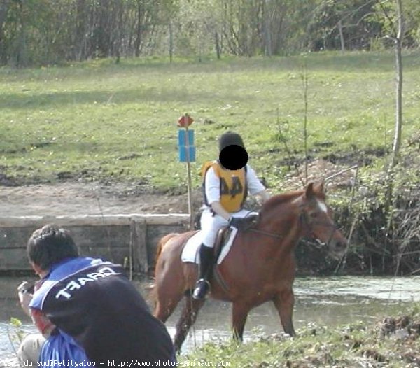 Photo de Poney franais de selle