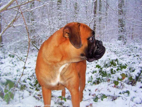 Photo de Boxer