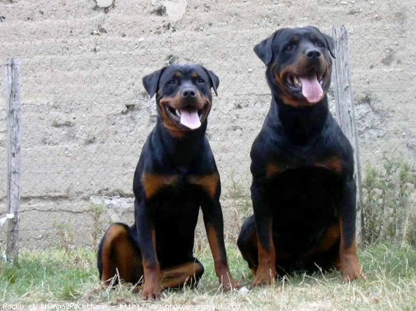 Photo de Rottweiler