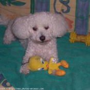 Photo de Bichon  poil fris