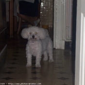 Photo de Bichon  poil fris