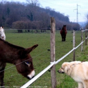 Photo de Chien de berger yougoslave de charplanina