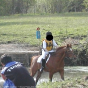 Photo de Poney franais de selle