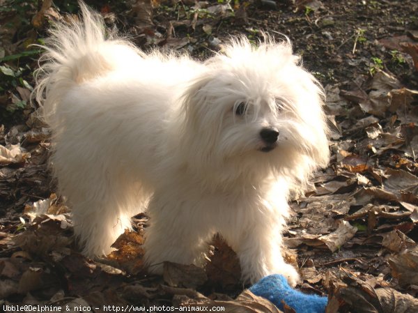 Photo de Coton de tulear