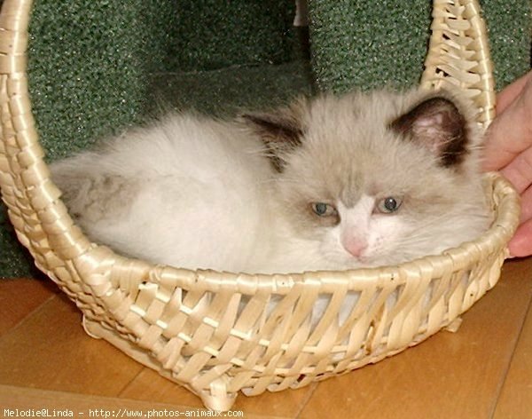 Photo de Ragdoll