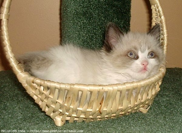 Photo de Ragdoll