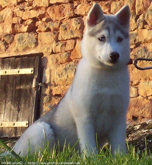 Photo de Husky siberien