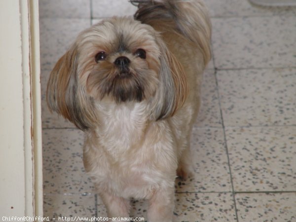 Photo de Shih tzu