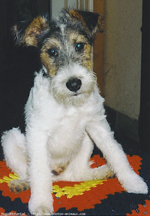 Photo de Fox terrier  poil dur