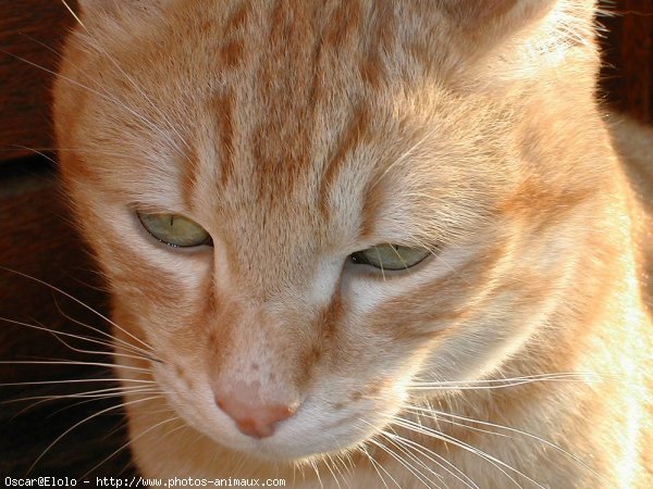 Photo de Chat domestique