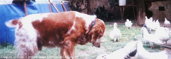 Photo d'Epagneul breton