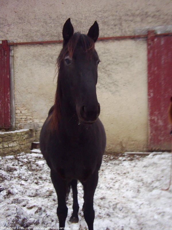 Photo de Trotteur franais