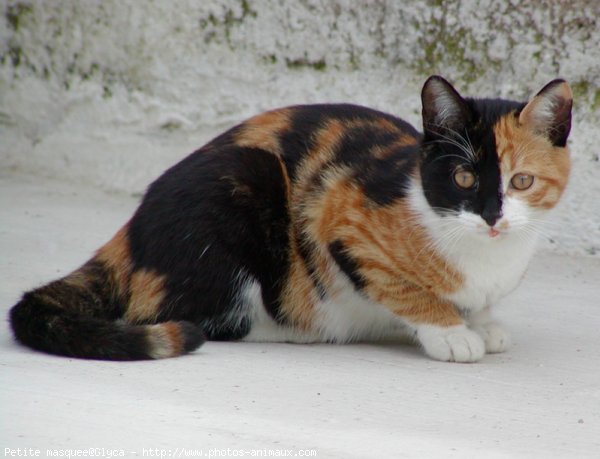 Photo de Chat domestique