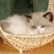 Photo de Ragdoll