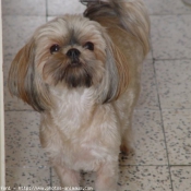 Photo de Shih tzu