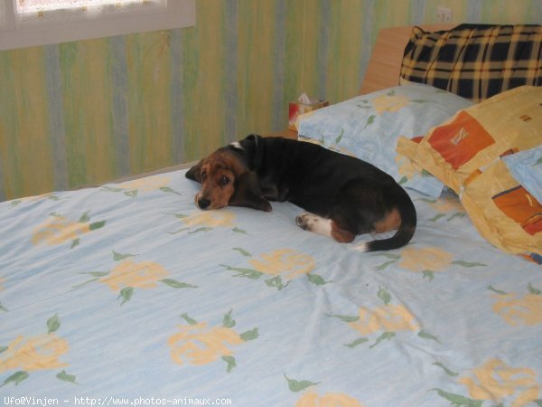 Photo de Basset hound