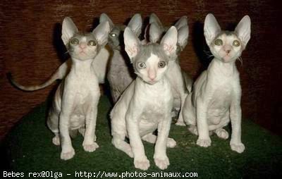 Photo de Cornish rex