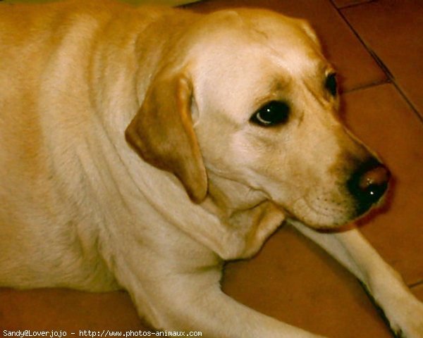 Photo de Labrador retriever