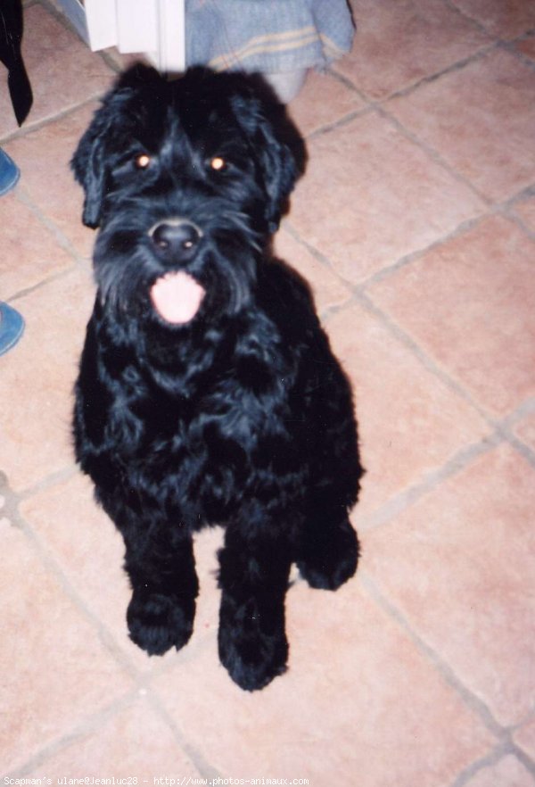 Photo de Schnauzer gant