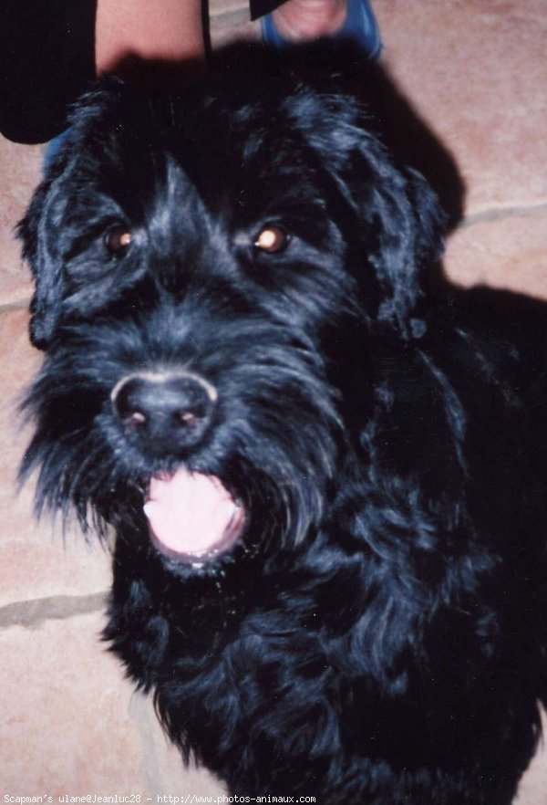 Photo de Schnauzer gant