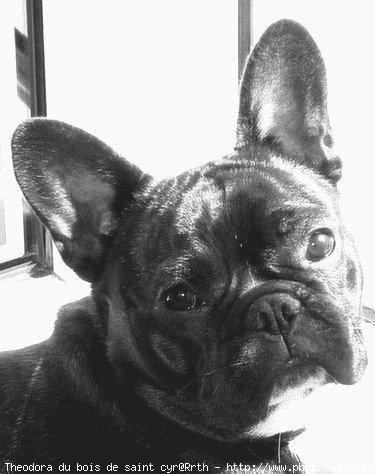 Photo de Bouledogue franais