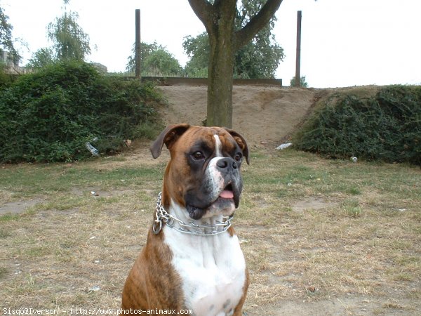 Photo de Boxer