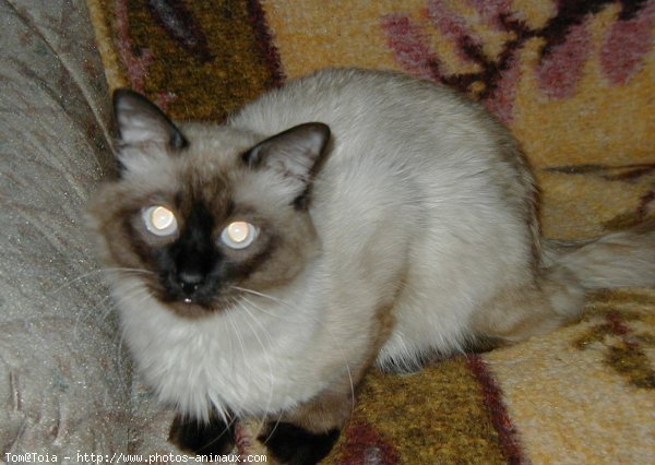 Photo de Sacr de birmanie