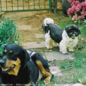 Photo de Races diffrentes