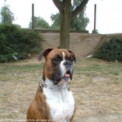 Photo de Boxer