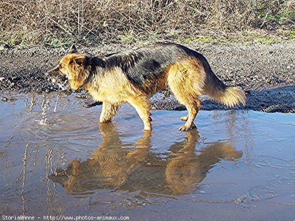 Photo de Berger allemand  poil court