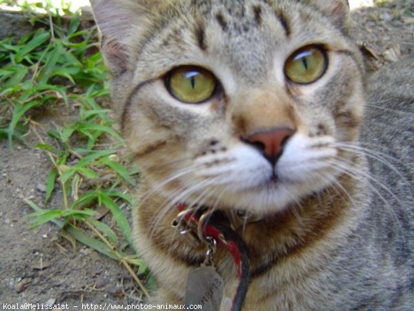 Photo de Chat domestique