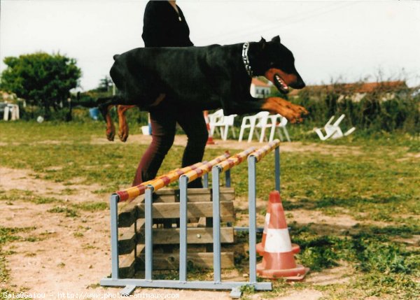 Photo de Dobermann