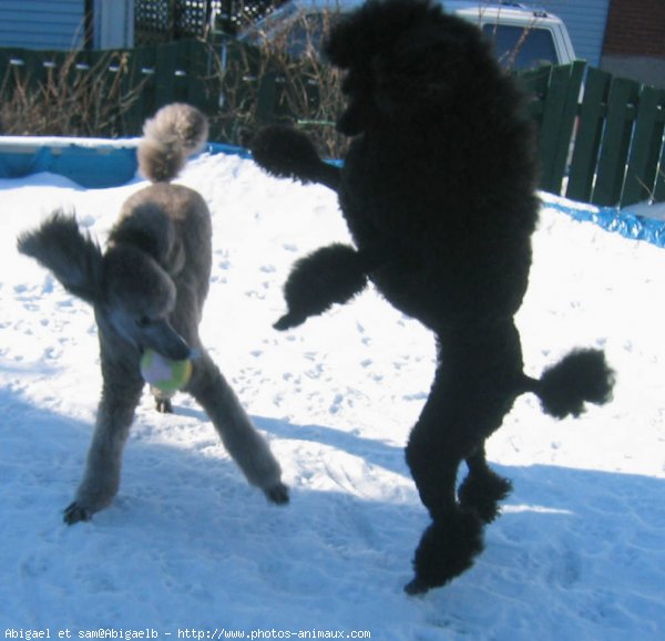 Photo de Caniche moyen