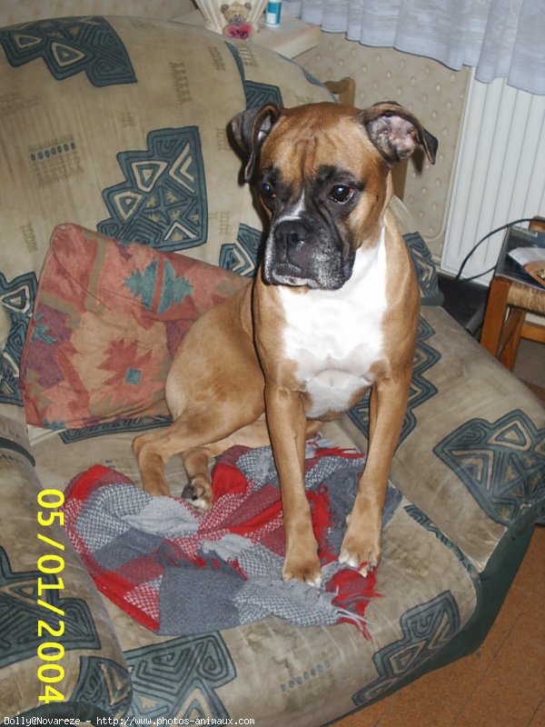 Photo de Boxer