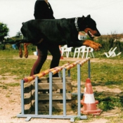 Photo de Dobermann