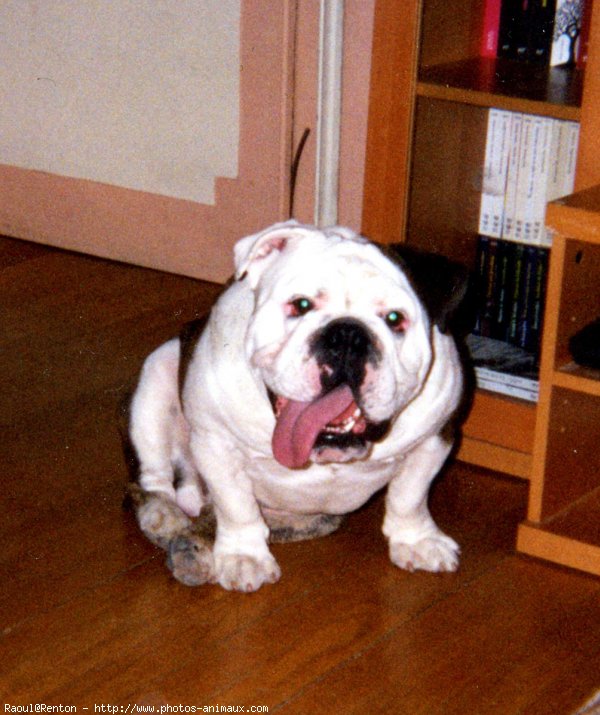 Photo de Bulldog