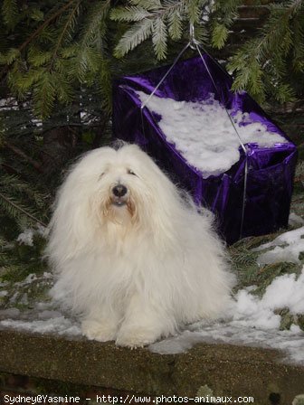 Photo de Coton de tulear