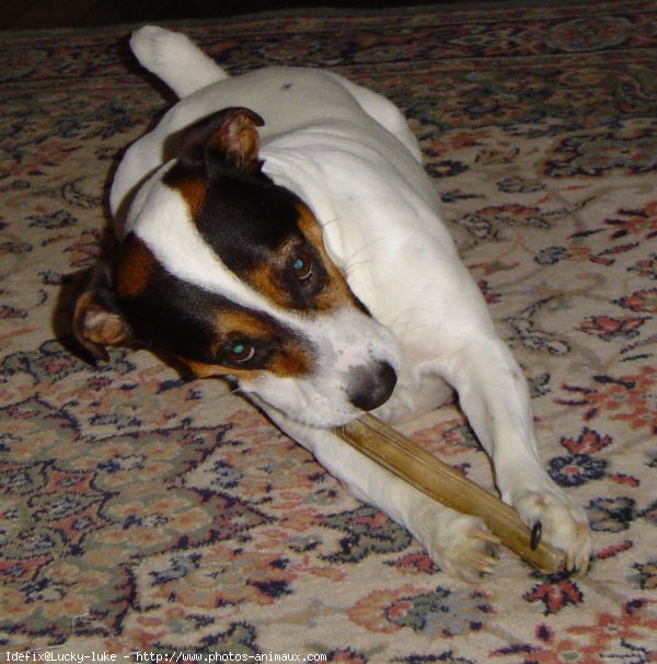 Photo de Jack russell terrier